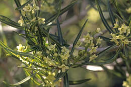 Слика од Ozoroa namaquensis (Sprague) I. von Teichman & A. E. van Wyk