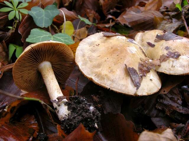 Слика од Cortinarius olidus J. E. Lange 1940