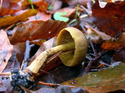 Image of Cortinarius olivaceofuscus Kühner 1955