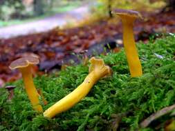 Image of Craterellus