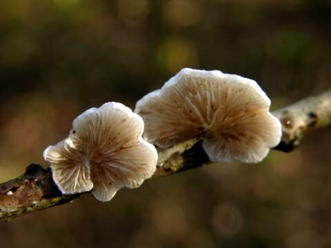 Image of Crepidotus