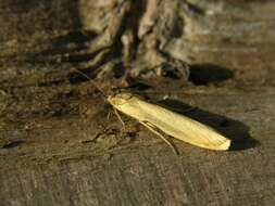 Eilema lutarella Linnaeus 1758 resmi