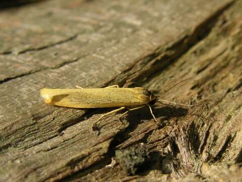 Image of Eilema lutarella Linnaeus 1758