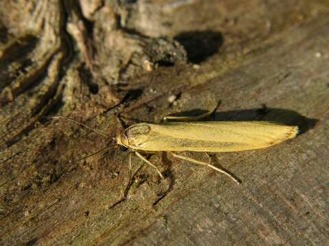 Image of Eilema lutarella Linnaeus 1758