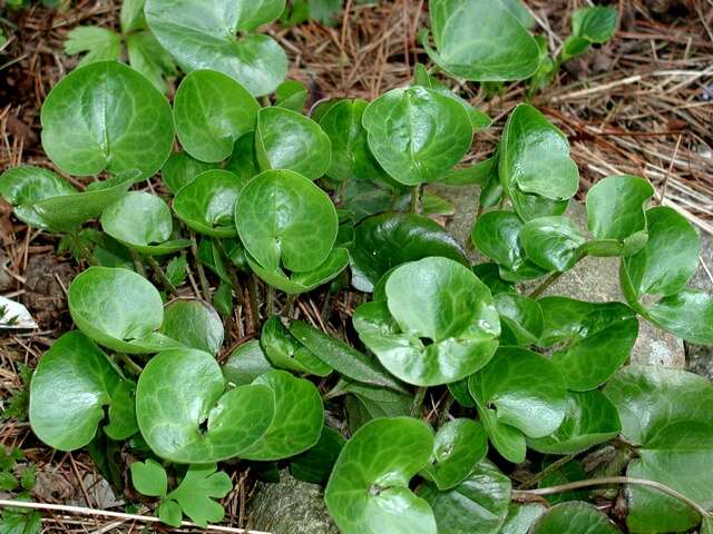 Image of Wild ginger