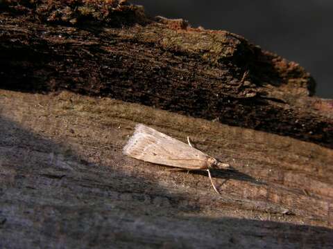 Image of <i>Eudonia pallida</i>