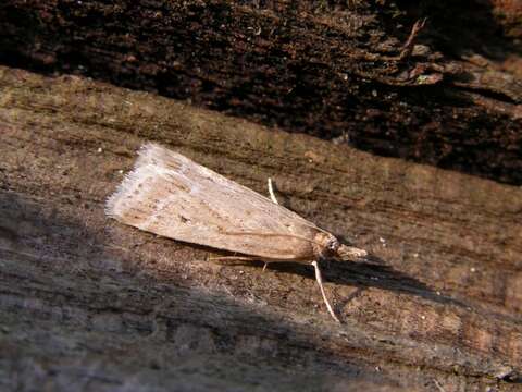 Image of <i>Eudonia pallida</i>