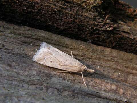 Image of <i>Eudonia pallida</i>