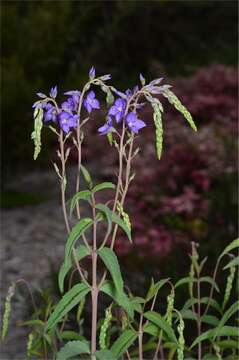 Image of Veronica arcuata (B. G. Briggs & Ehrend.) B. G. Briggs