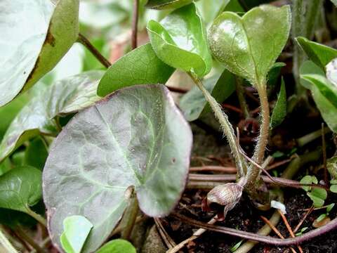 Image of Wild ginger