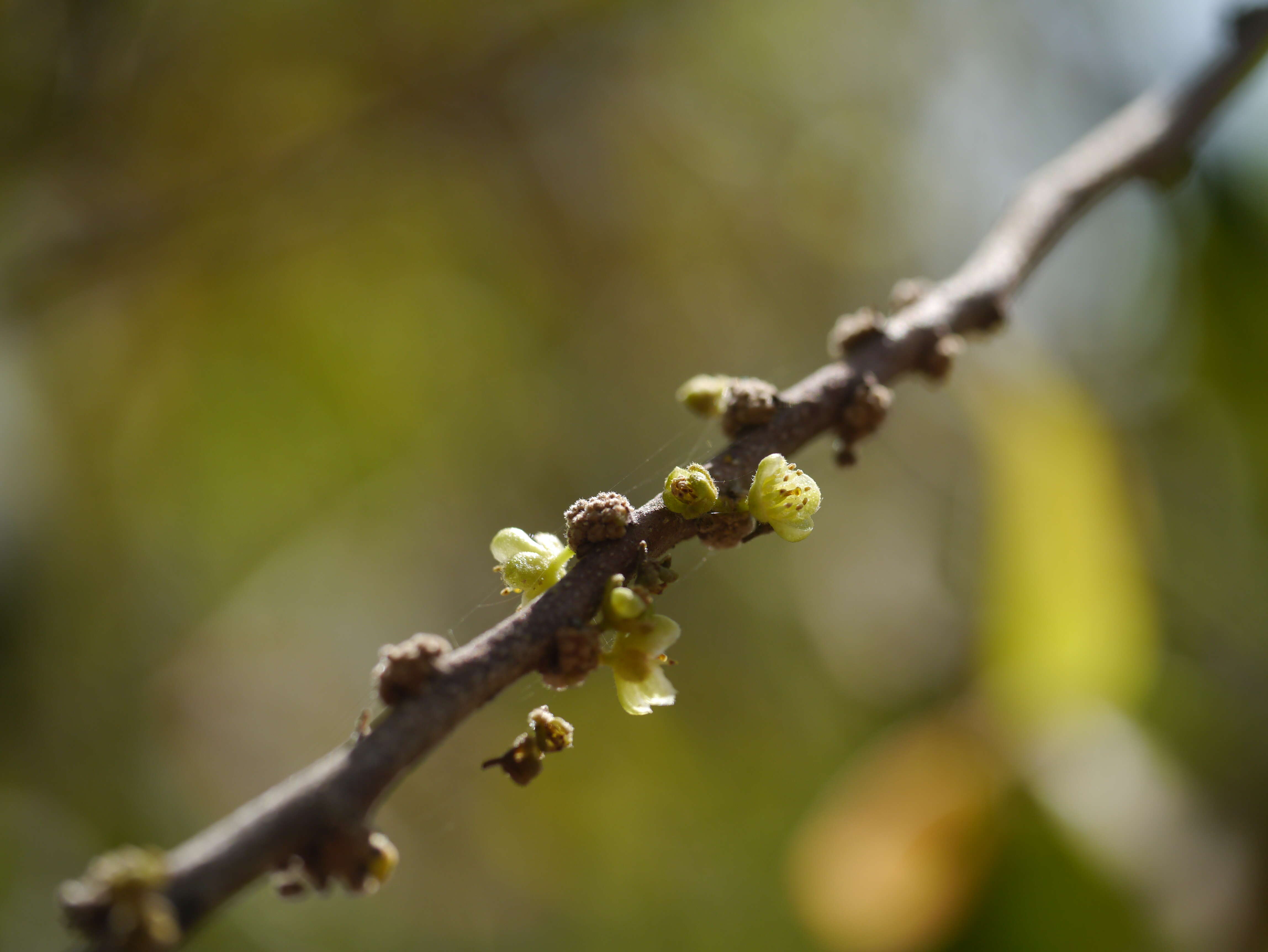 Image of Casearia tomentosa Roxb.