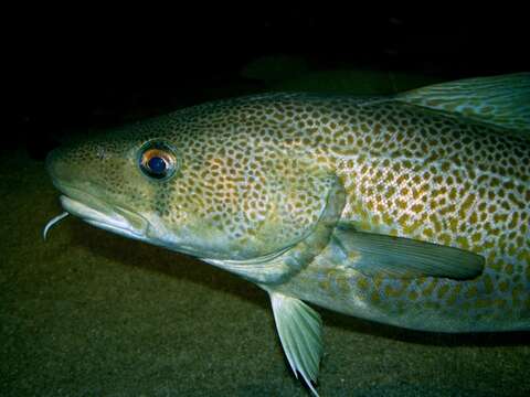 Image of cod