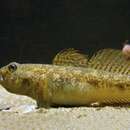 Image of Black Goby