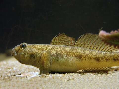 Image of goby