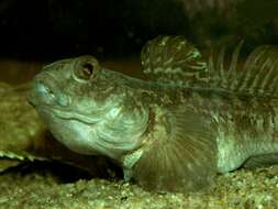 Image of goby