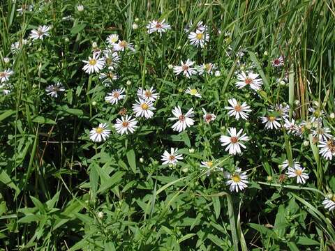 Image of Symphyotrichum versicolor (Willd.) G. L. Nesom