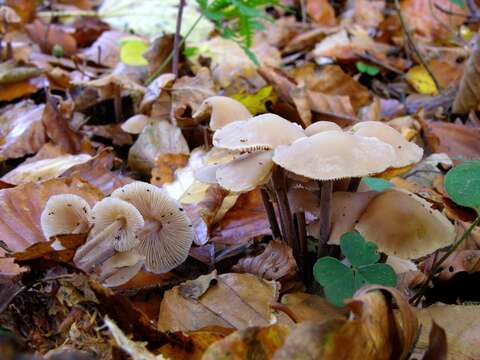 Imagem de Gymnopus