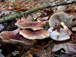 Image of Hypholoma