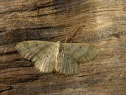 Image of Idaea