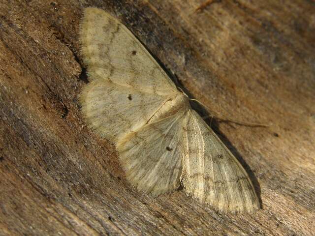 Image de Idaea