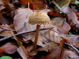 Imagem de Inocybe cervicolor (Pers.) Quél. 1886