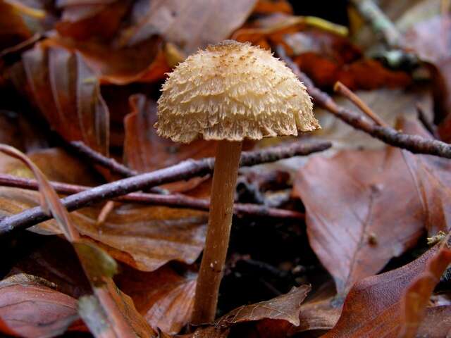 Imagem de Inocybe cervicolor (Pers.) Quél. 1886