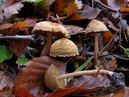 Image of Inocybe cervicolor (Pers.) Quél. 1886