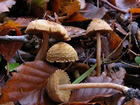 Image of Inocybe cervicolor (Pers.) Quél. 1886