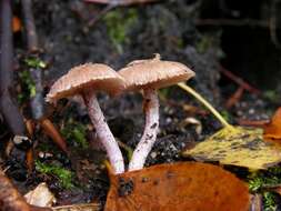 Image of Inocybe griseolilacina J. E. Lange 1917