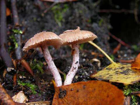 صورة Inocybe griseolilacina J. E. Lange 1917