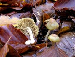 صورة Inocybe hirtella Bres. 1884