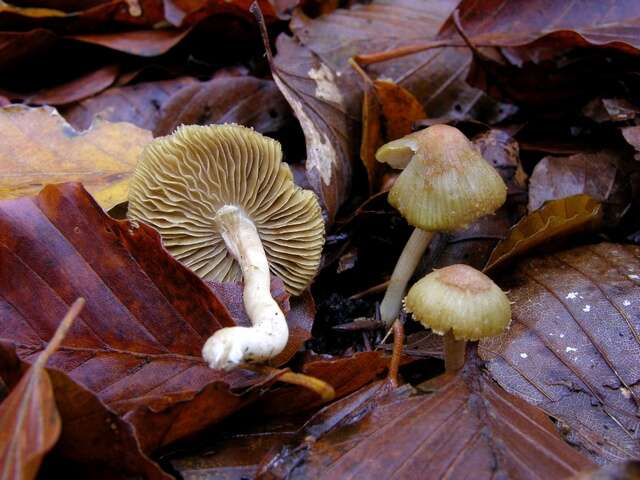 صورة Inocybe hirtella Bres. 1884