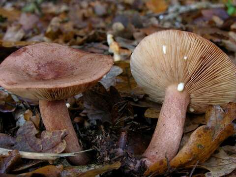 Image of Lactarius