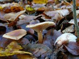 Image of Lactarius subdulcis (Pers.) Gray 1821