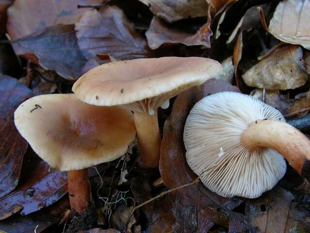 Image of Lactarius subdulcis (Pers.) Gray 1821