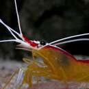 Image of Scarlet cleaner shrimp