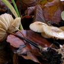 Image of Marasmius torquescens Quél. 1872