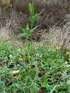 Image of spear saltbush