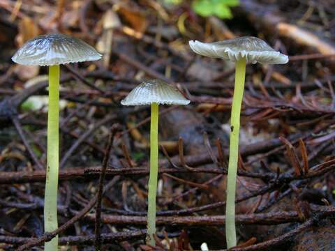 Image of Bonnet Mushroom