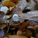 Image of Milk-drop mycena