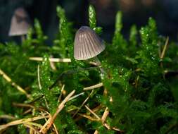 Imagem de Mycena leptocephala (Pers.) Gillet 1876