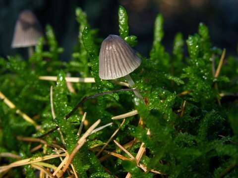 Image of Mycena leptocephala (Pers.) Gillet 1876