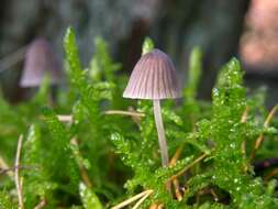 Imagem de Mycena leptocephala (Pers.) Gillet 1876