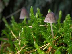 Imagem de Mycena leptocephala (Pers.) Gillet 1876