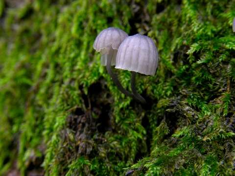 Image of Mycena pseudocorticola Kühner 1938