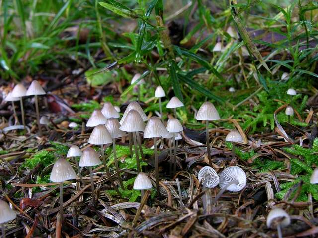 Plancia ëd Mycena sanguinolenta (Alb. & Schwein.) P. Kumm. 1871