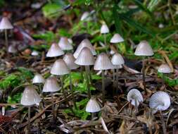 Image of Mycena sanguinolenta (Alb. & Schwein.) P. Kumm. 1871