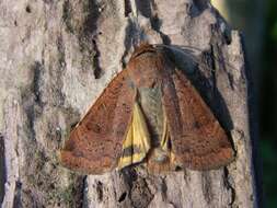 Image of Yellow Underwings