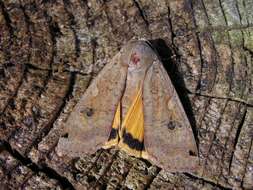 Image of Yellow Underwings