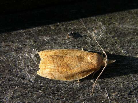 Image of barred fruit-tree tortrix